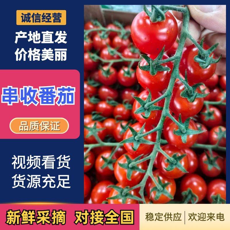 串收番茄saopolo，常年供应，冷链运输，基地直发。