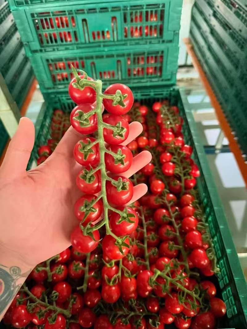 串收番茄saopolo，常年供应，冷链运输，基地直发。