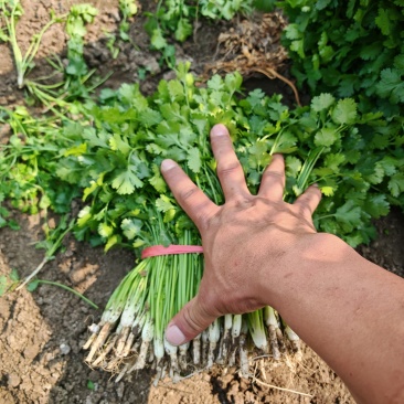 铁杆青香菜！小叶香菜