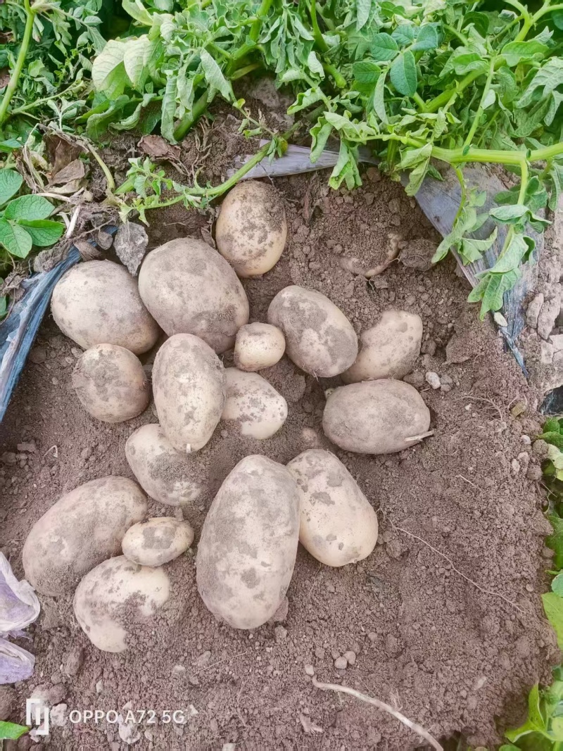 【实力代办】沃土5号土豆现货批发可视频看货