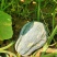 广西，香芋南瓜香甜，价格优惠，#原产地采购#价格美丽