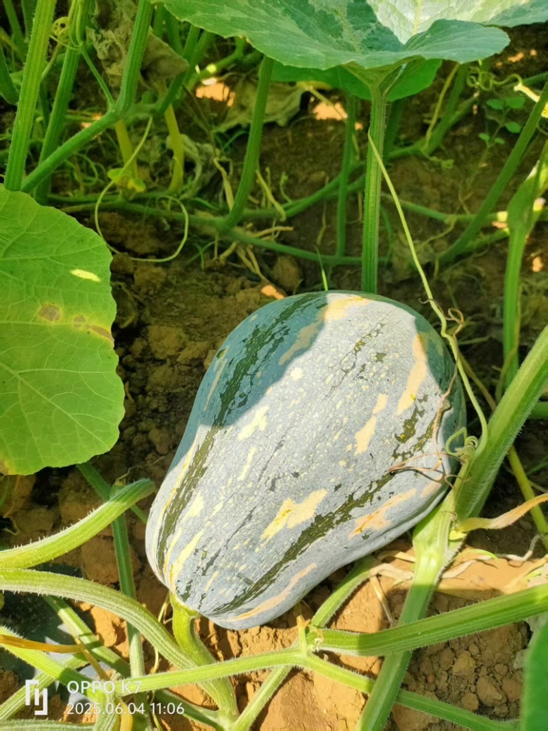 广西，香芋南瓜香甜，价格优惠，#原产地采购#价格美丽