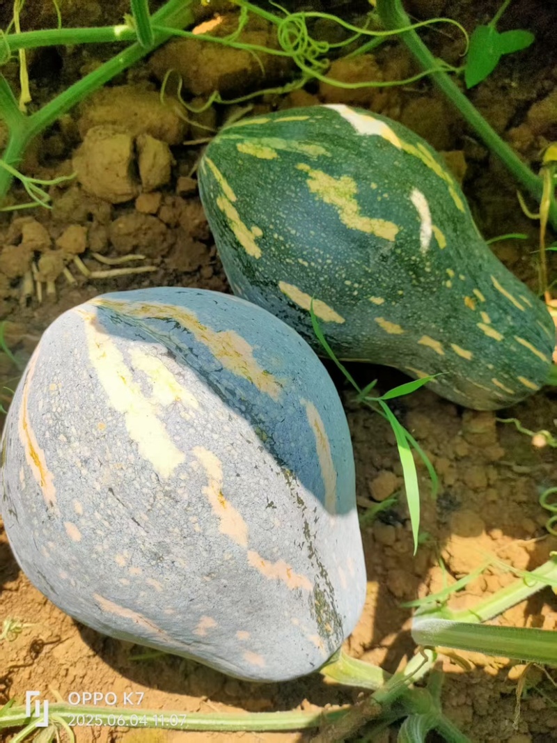 广西，香芋南瓜香甜，价格优惠，#原产地采购#价格美丽