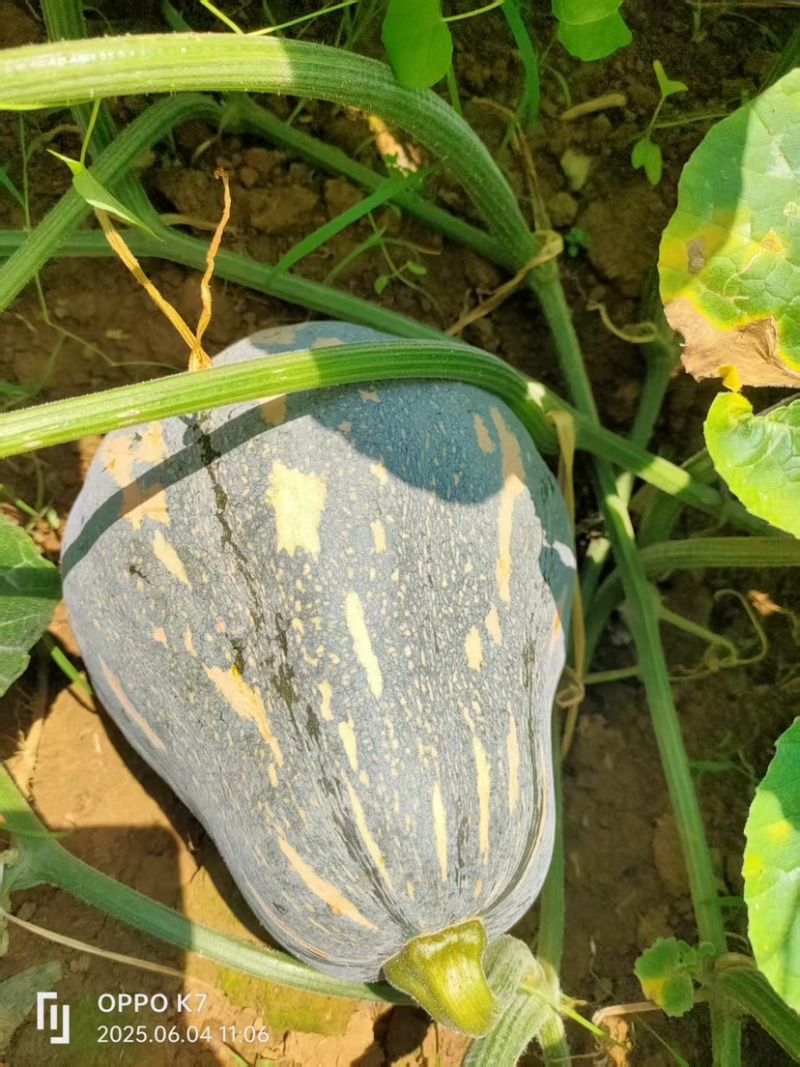 广西，香芋南瓜香甜，价格优惠，#原产地采购#价格美丽