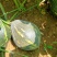 广西，香芋南瓜香甜，价格优惠，#原产地采购#价格美丽