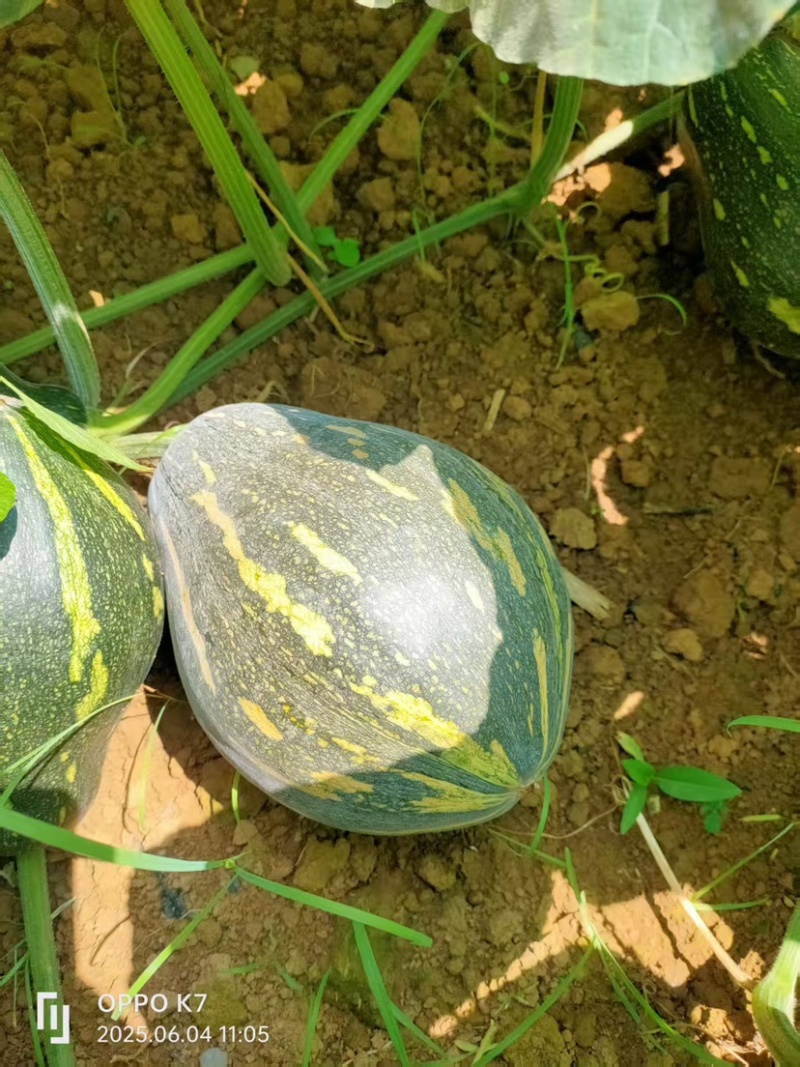 广西，香芋南瓜香甜，价格优惠，#原产地采购#价格美丽