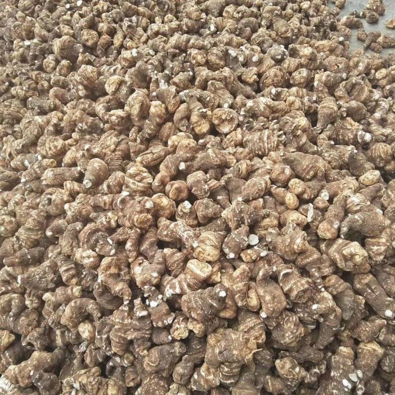大量出售粉质重楼干货质量保证价格合理