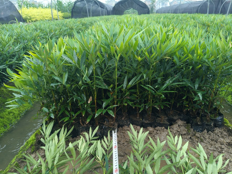 小叶十大功劳小杯平面高度35cm，基地有量，欢迎来订购。