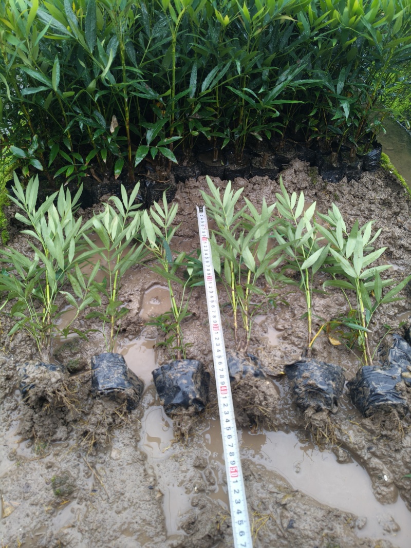 小叶十大功劳小杯平面高度35cm，基地有量，欢迎来订购。