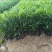 小叶十大功劳小杯平面高度35cm，基地有量，欢迎来订购。