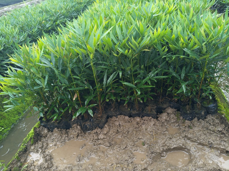 小叶十大功劳小杯平面高度35cm，基地有量，欢迎来订购。