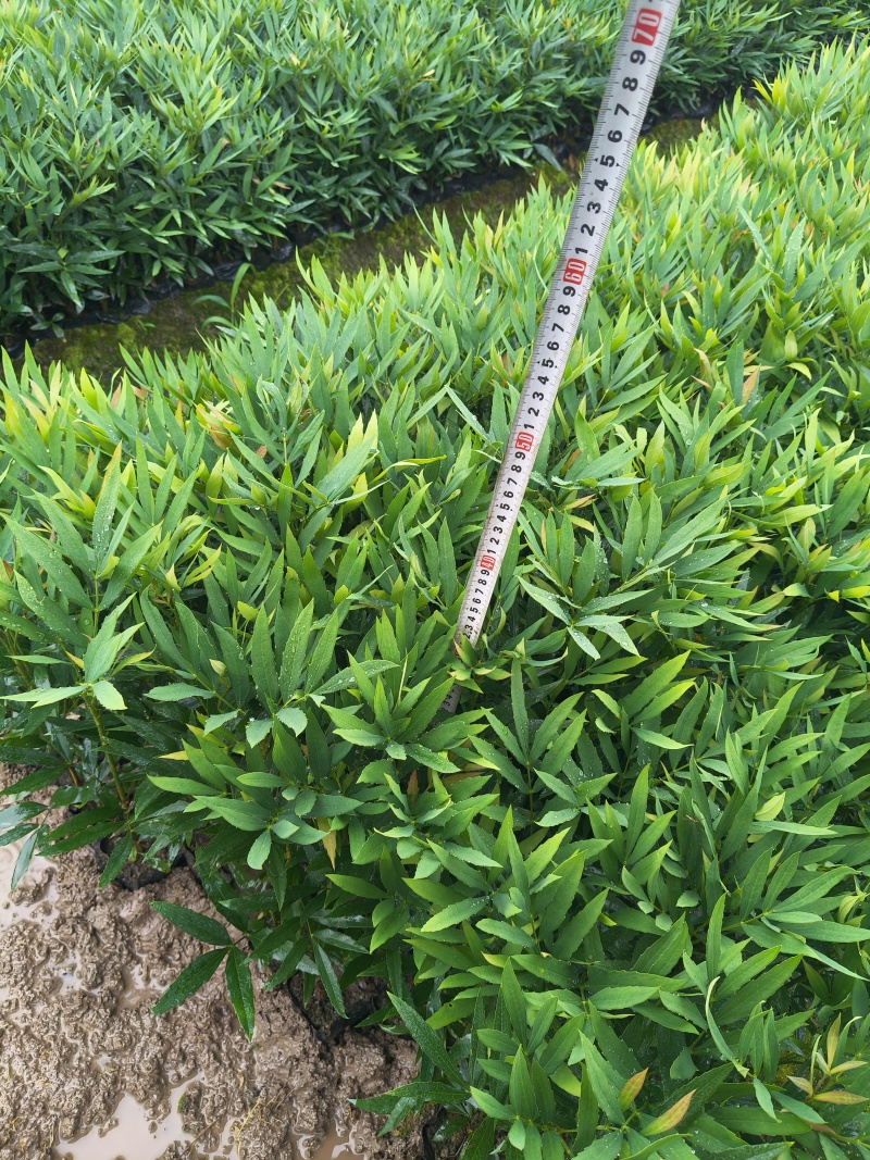 小叶十大功劳小杯平面高度35cm，基地有量，欢迎来订购。