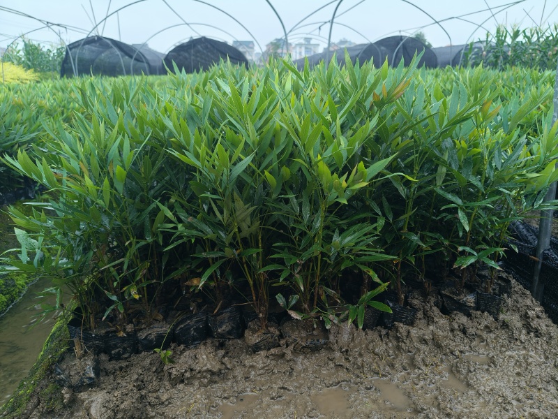 小叶十大功劳小杯平面高度35cm，基地有量，欢迎来订购。