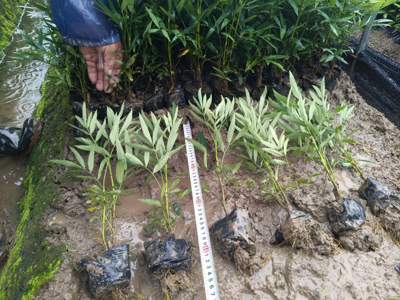 小叶十大功劳小杯平面高度35cm，基地有量，欢迎来订购。