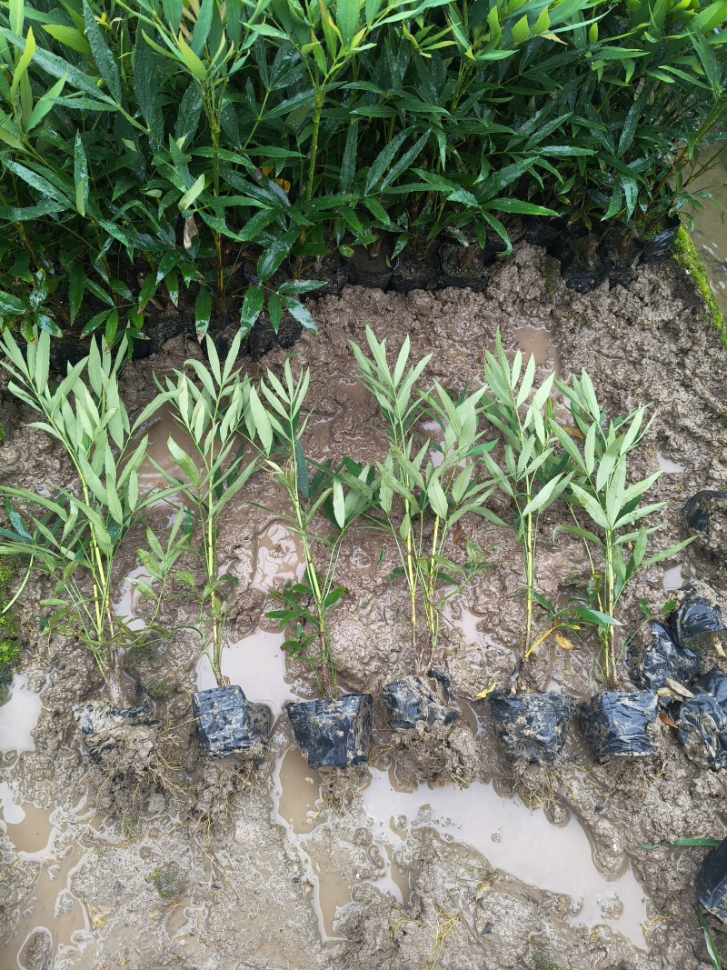 小叶十大功劳小杯平面高度35cm，基地有量，欢迎来订购。