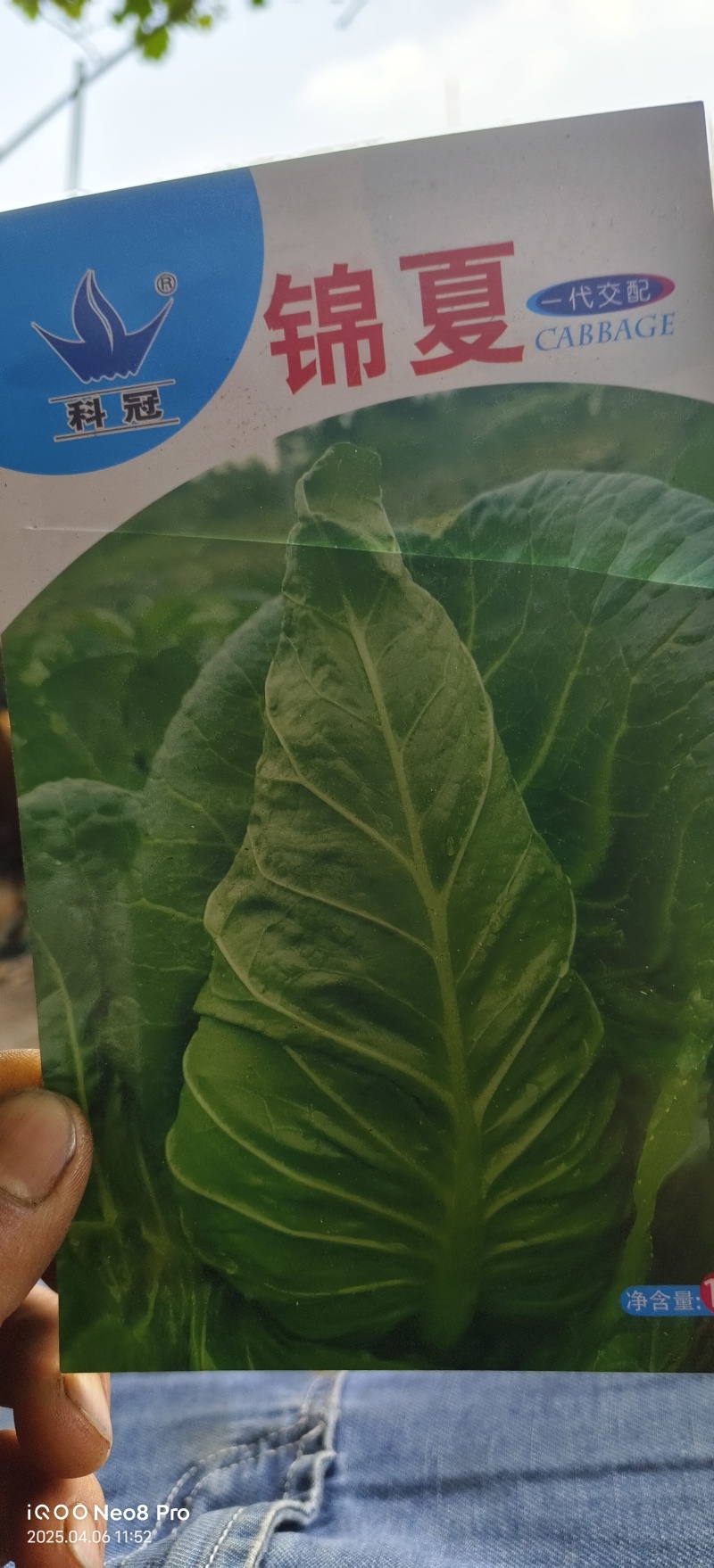 《牛心甘蓝苗》牛心甘蓝苗/现挖现发抗病高产耐寒量大从优