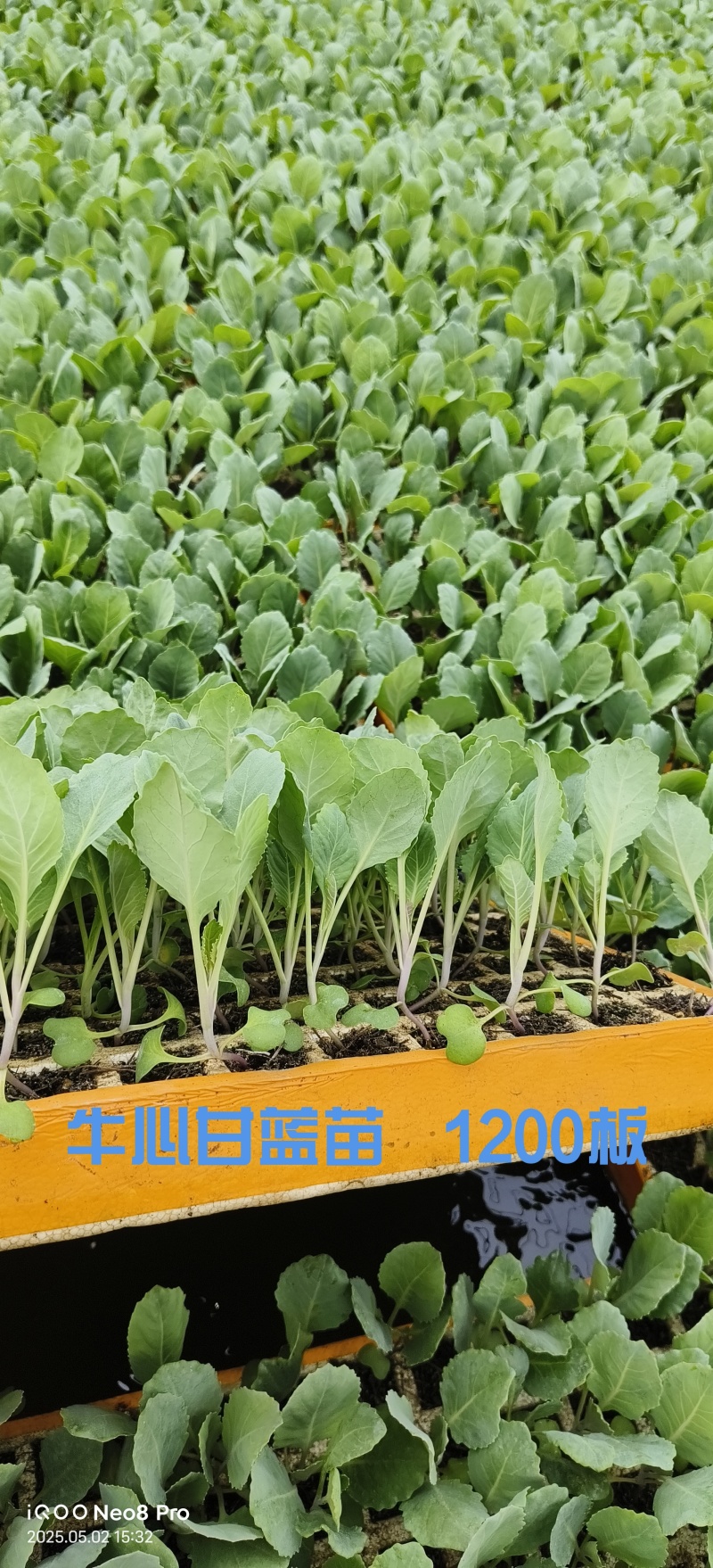 《牛心甘蓝苗》牛心甘蓝苗/现挖现发抗病高产耐寒量大从优