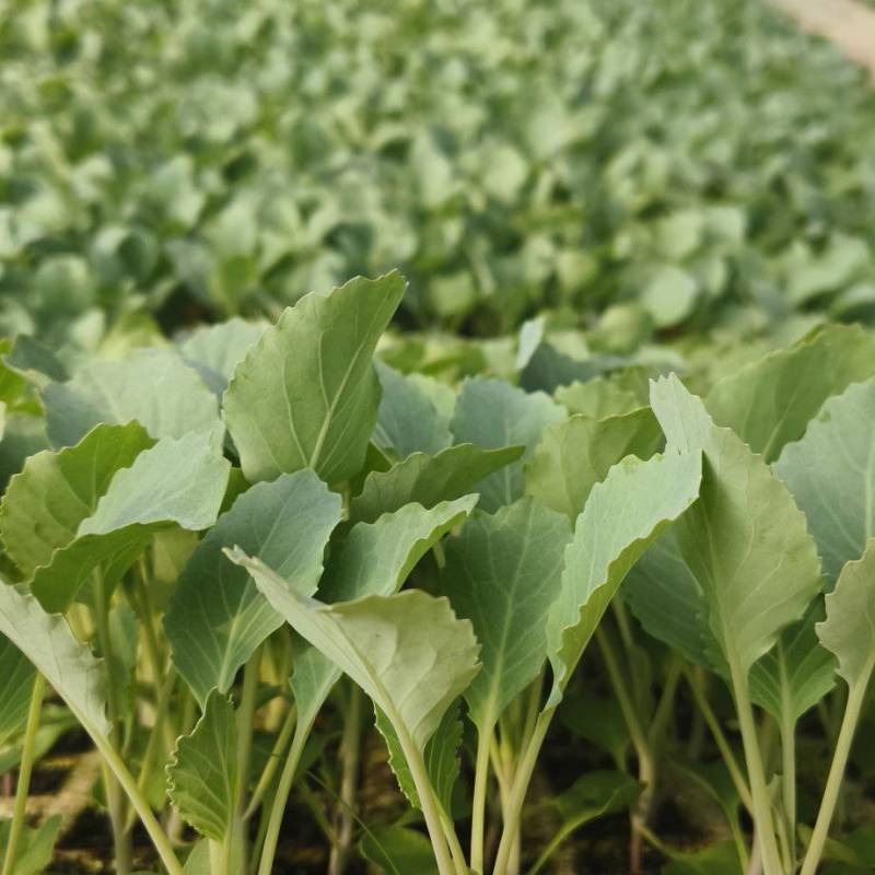 奥奇丽/平包金白菜基地直供现挖现发量大从优抗病高产