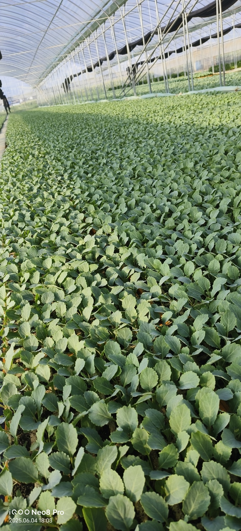奥奇丽/平包金白菜基地直供现挖现发量大从优抗病高产