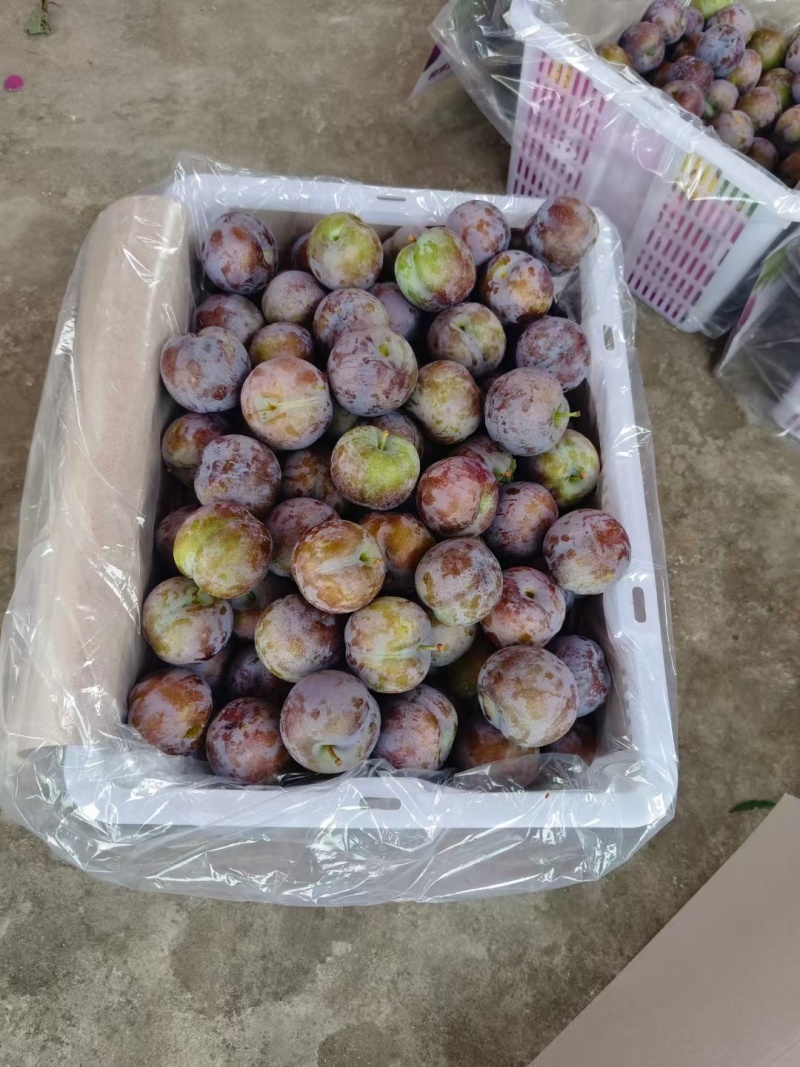 五月脆李子，市场果，电商果，平台欢迎各位大佬对接