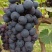 夏黑葡萄，产地只发，可视频看货，果粉好，颗粒大