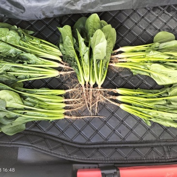 菠菜大量上市诚信经三排俩排半俩排大量出货