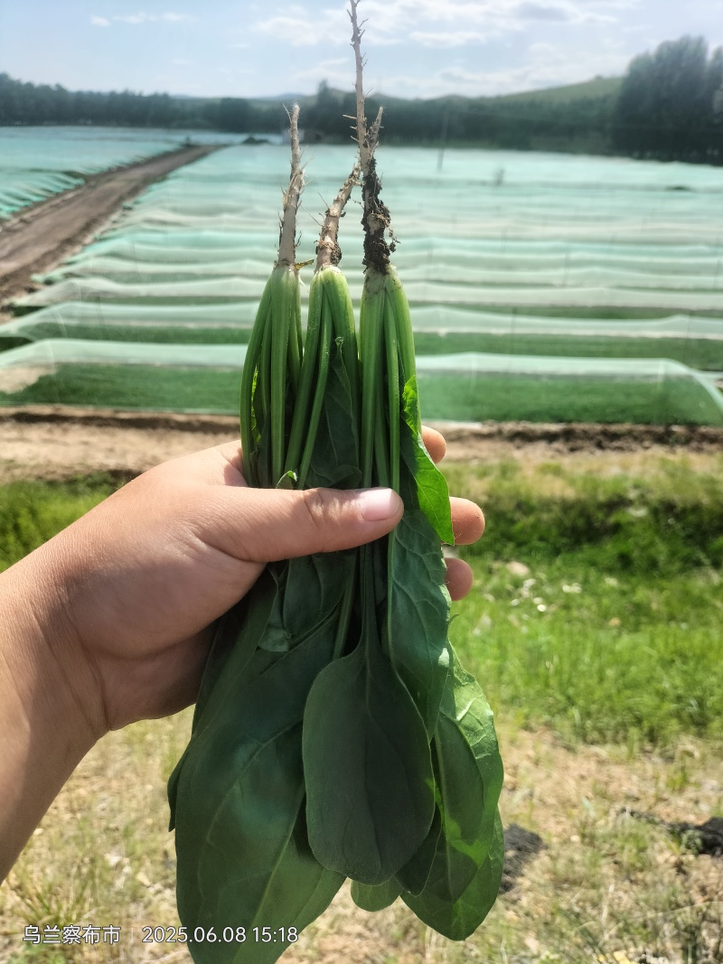 菠菜大量上市诚信经三排俩排半俩排大量出货