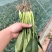 菠菜大量上市诚信经三排俩排半俩排大量出货
