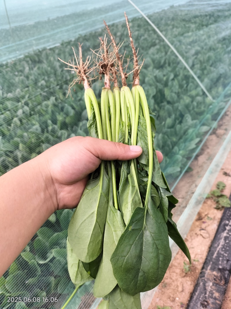 菠菜大量上市诚信经三排俩排半俩排大量出货