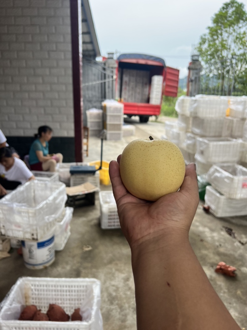 苍溪县黄金梨优质产区