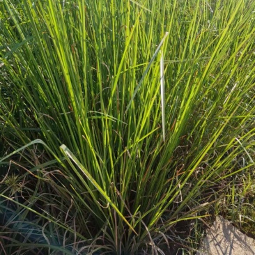 香根草