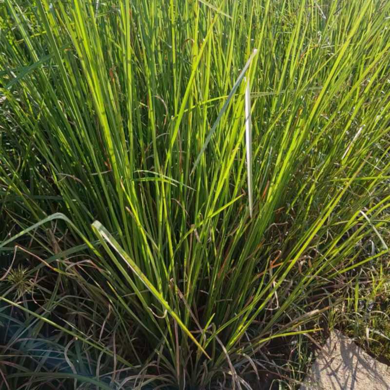 香根草