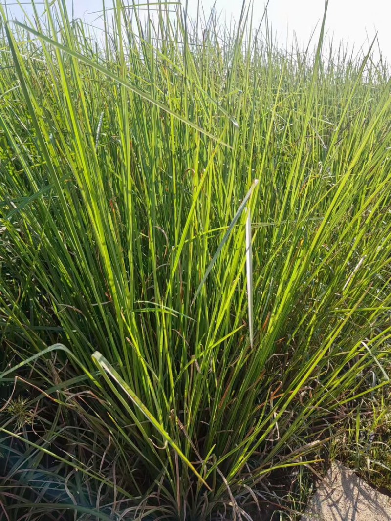 香根草