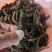 爬沙虫！越南山区货品野生爬沙虫