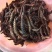 爬沙虫！越南山区货品野生爬沙虫