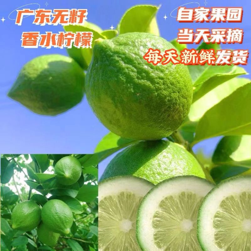 广东正宗香水柠檬