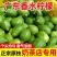广东正宗香水柠檬