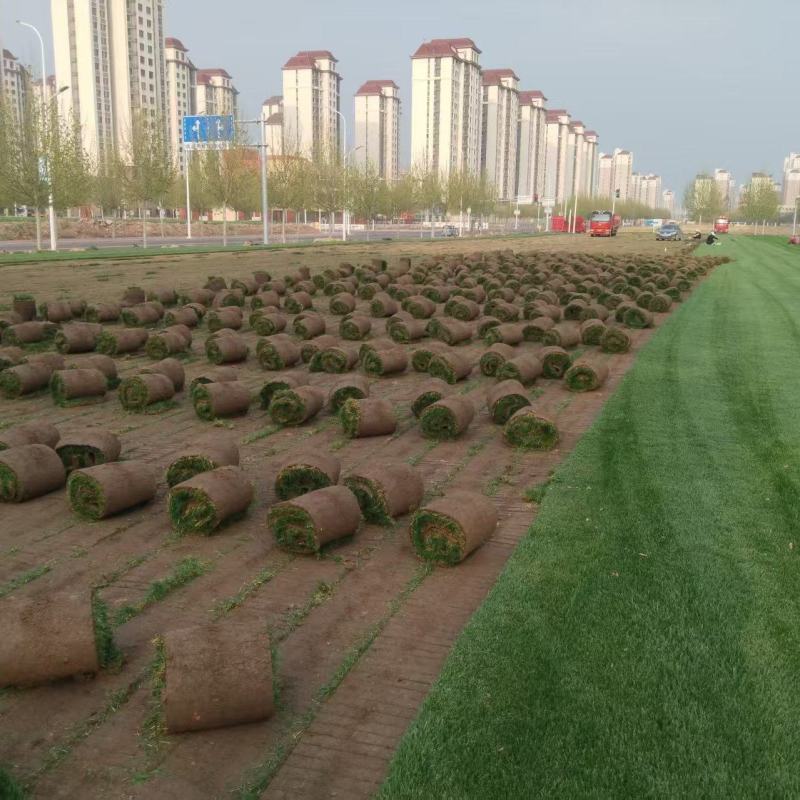 天津草坪草，优先合作北京，天津，河北等地，可视频看货
