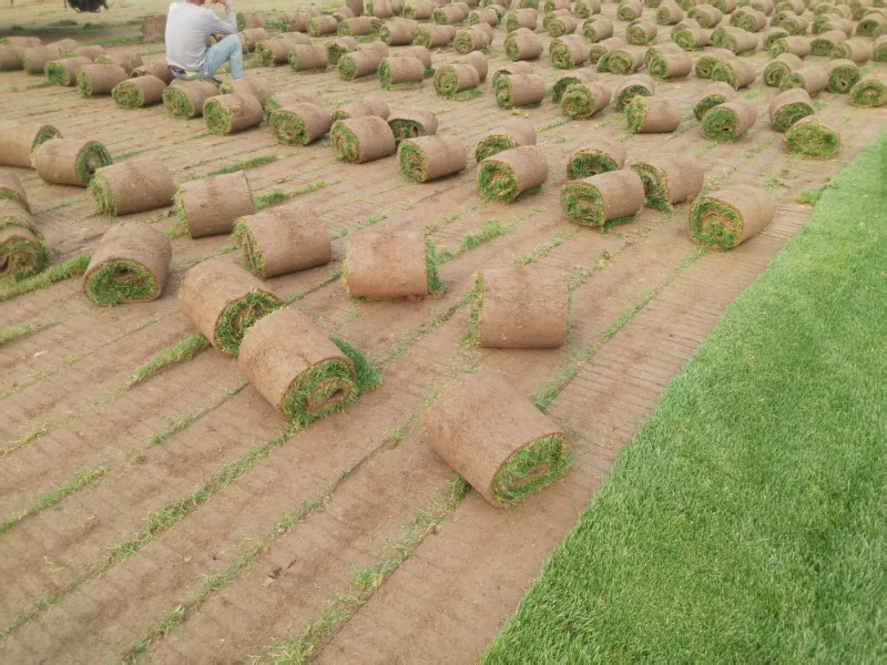 天津草坪草，优先合作北京，天津，河北等地，可视频看货