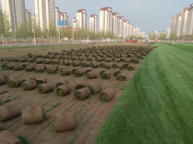 天津草坪草，优先合作北京，天津，河北等地，可视频看货