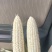 白糯868，黑糯621，甜玉米，大量供应。