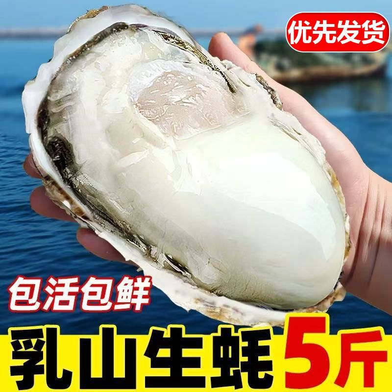 极速发货正宗乳山生蚝鲜活生蚝牡蛎带壳海蛎子海鲜水产贝类一整箱