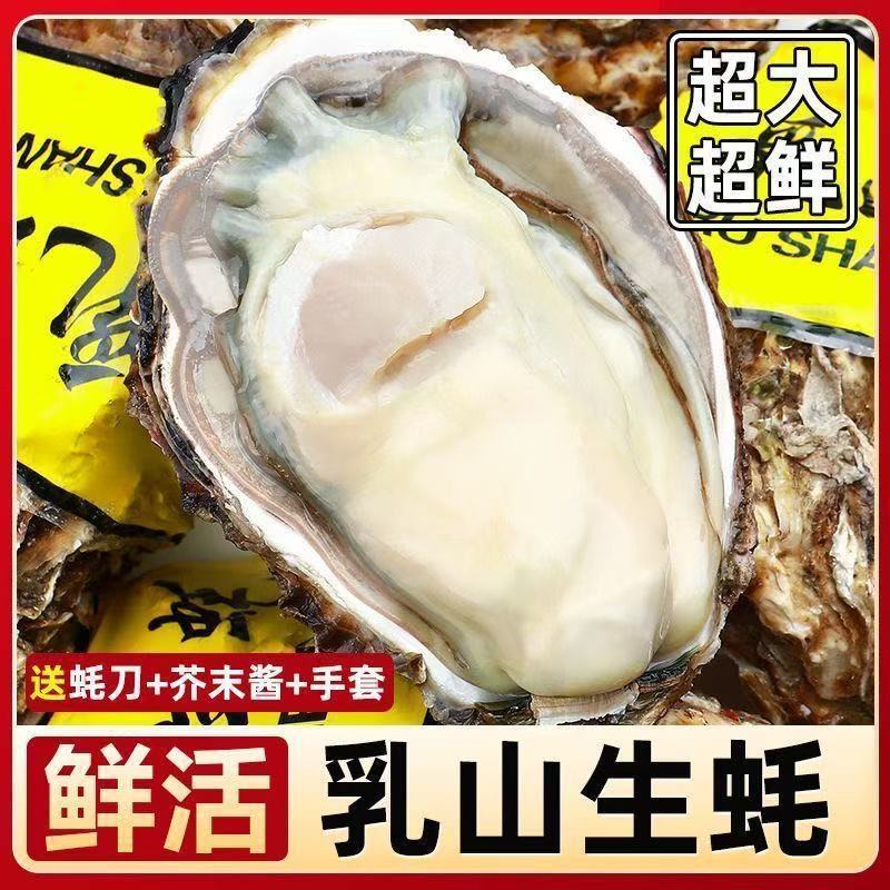 极速发货正宗乳山生蚝鲜活生蚝牡蛎带壳海蛎子海鲜水产贝类一整箱
