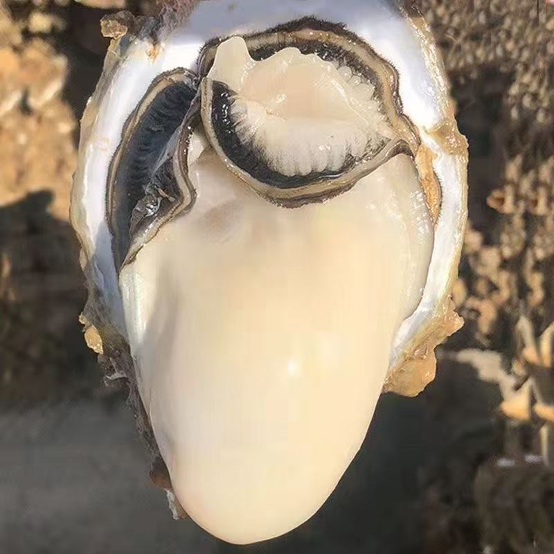 极速发货正宗乳山生蚝鲜活生蚝牡蛎带壳海蛎子海鲜水产贝类一整箱