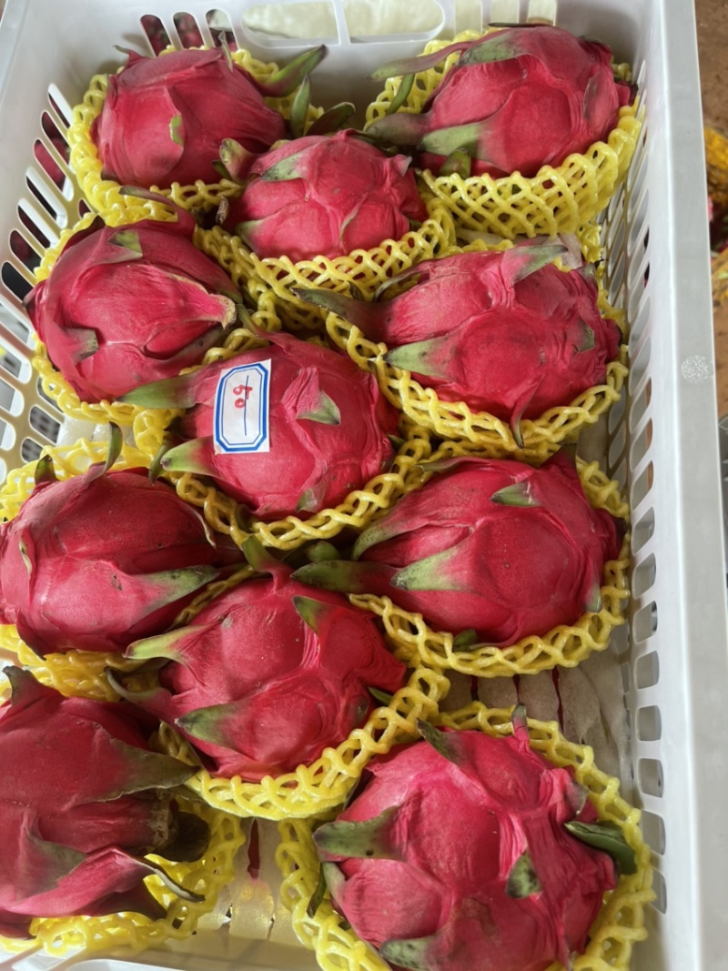 火龙果