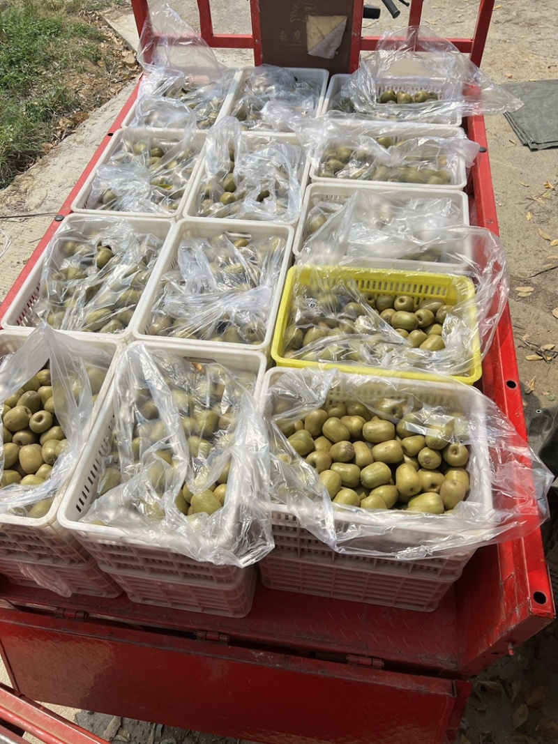 绵阳高品质红心猕猴桃大量稳定货源