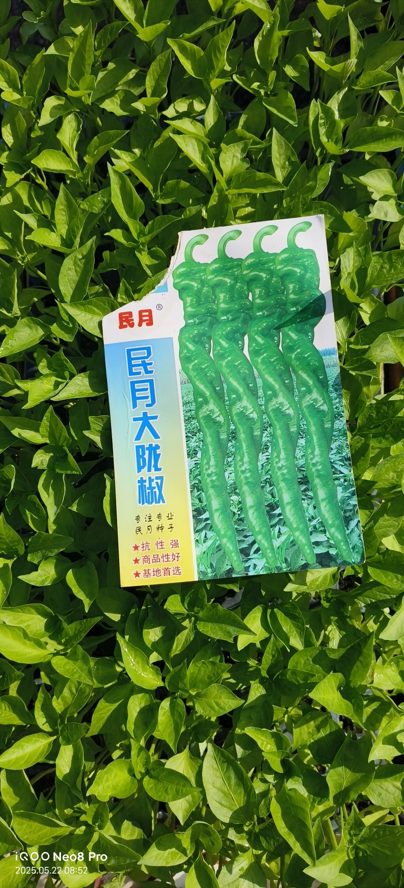 辣椒苗品种齐全育苗基地直供现挖现发量大从优抗病高产