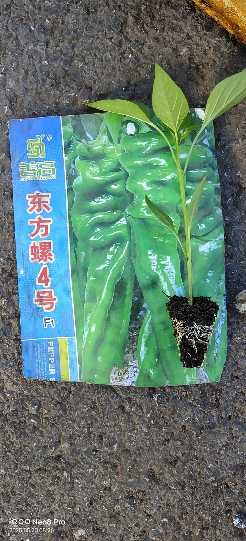 辣椒苗品种齐全育苗基地直供现挖现发量大从优抗病高产