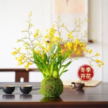 冬带花苞梦香水文心兰苔藓球年宵花卉浓香型室内客厅花期长可水培