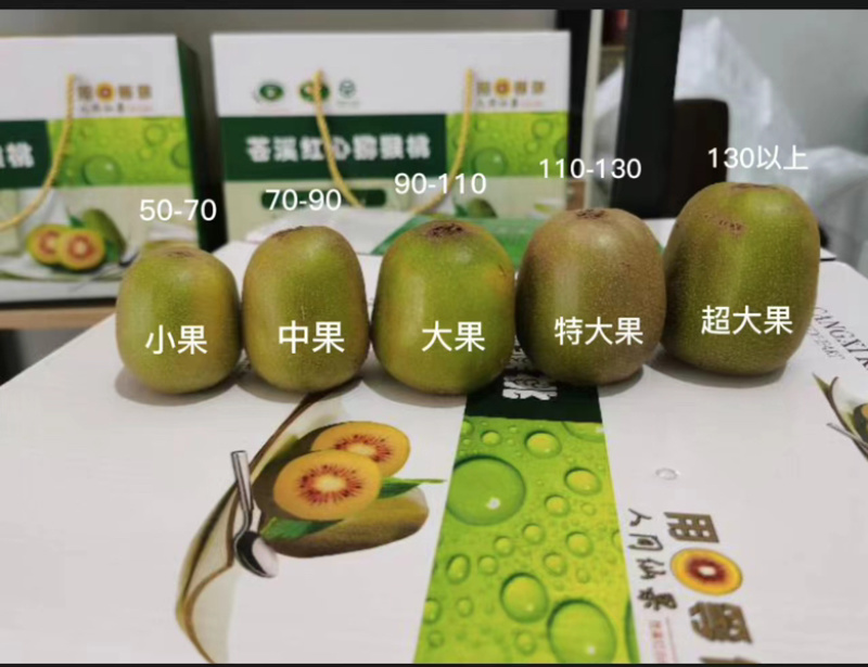 【一件代发】正宗苍溪红心猕猴桃对接微商单位团购电商